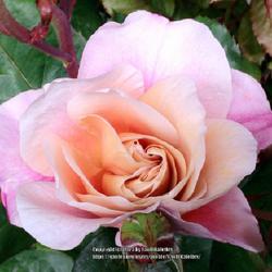Location: Front yard of house in Sidney, BC
Date: 2014-05-24
Another two for one rose!