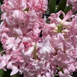 Location: Tampa, Florida
Date: 2023-02-11
Hyacinths at BBS! So fragrant.