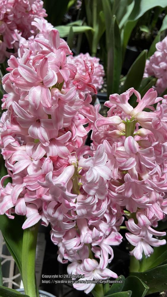 Photo of Hyacinths (Hyacinthus) uploaded by GigiPlumeria
