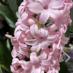 Location: Tampa, Florida
Date: 2023-02-11
Hyacinth at BBS! So fragrant.