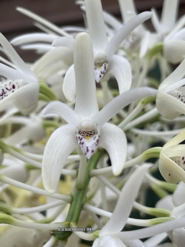 Photo of King Orchid (Dendrobium speciosum) uploaded by RachaelHunter