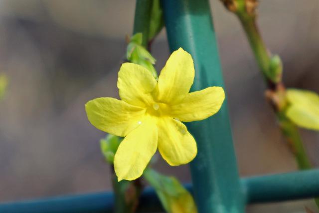 Photo of Winter Jasmine (Jasminum nudiflorum) uploaded by RuuddeBlock