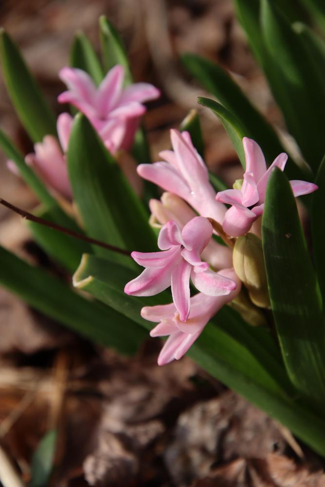 Photo of Hyacinths (Hyacinthus) uploaded by LoriMT