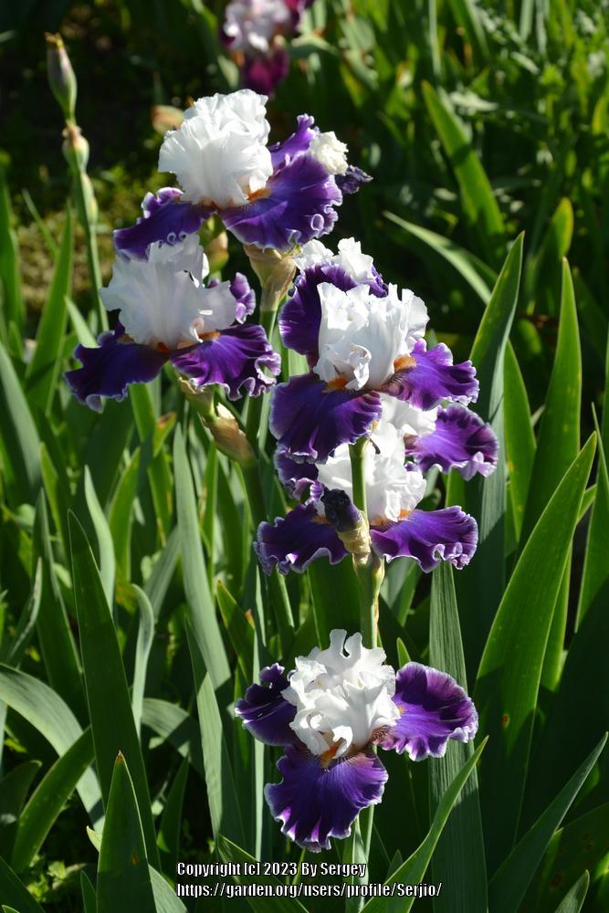 Photo of Tall Bearded Iris (Iris 'Merry Amigo') uploaded by Serjio