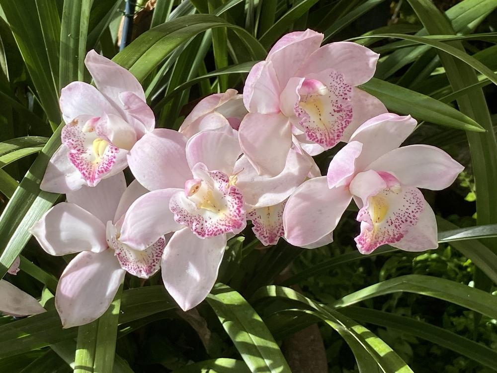 Photo of Orchid (Cymbidium) uploaded by csandt