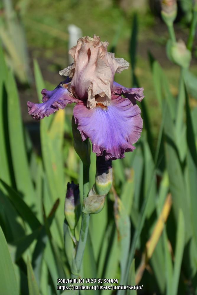 Photo of Tall Bearded Iris (Iris 'Luxuriant Lothario') uploaded by Serjio