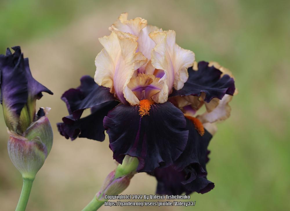 Photo of Tall Bearded Iris (Iris 'Secret Service') uploaded by Valery33