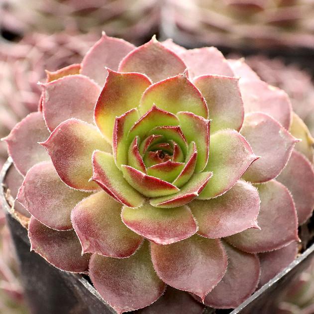 Photo of Hen and Chicks (Sempervivum 'Bloody Mary') uploaded by Joy