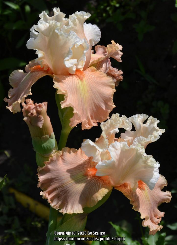 Photo of Tall Bearded Iris (Iris 'Luscious Lace') uploaded by Serjio