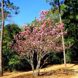 Location: Sandhills Horticultural Gardens Southern Pines, NC (parking area)
Date: February 14, 2023
Saucer magnolia #23 nn, LHB Page 416, 74-1-6. Named for Pierre Ma