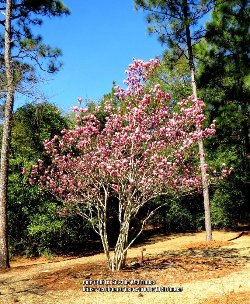 Photo of Saucer Magnolia (Magnolia x soulangeana) uploaded by WebTucker