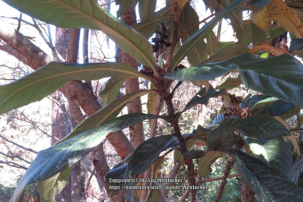 Photo of Loquat (Rhaphiolepis bibas) uploaded by WebTucker