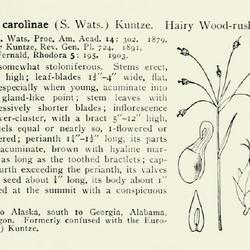 
Date: c. 1913
illustration [as Juncoides carolinae] from Britton and Brown's 'A