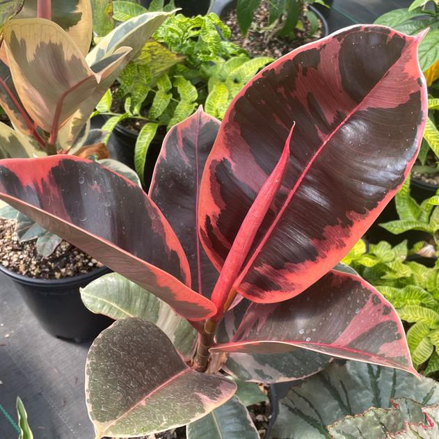 Photo of Variegated Rubber Tree (Ficus elastica 'Ruby') uploaded by Joy