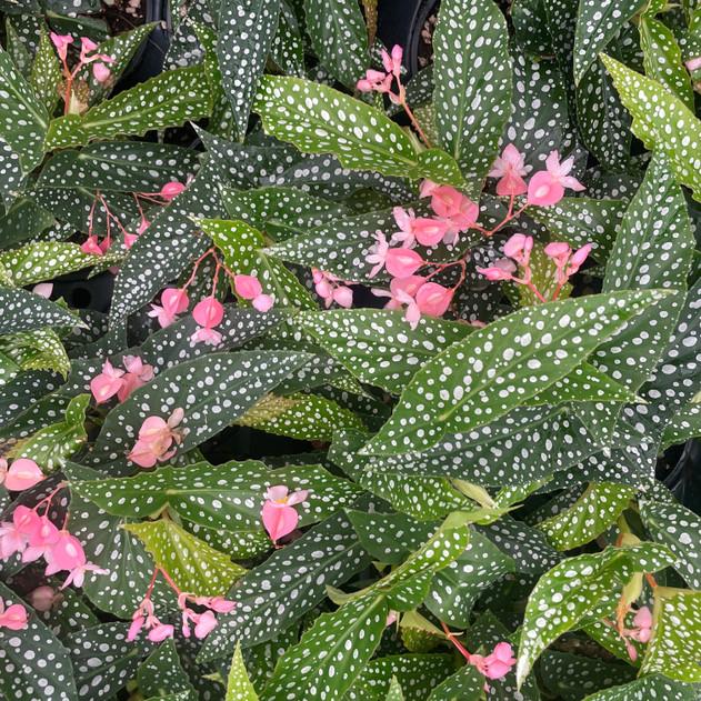 Photo of Polka Dot Begonia (Begonia maculata) uploaded by Joy