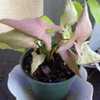 A relatively compact grower with small arrow shaped leaves that a