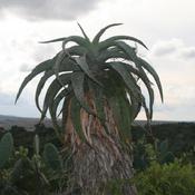 Ikhala (African Aloe, Uitenhage Aloe) by Owen Ruwodo, 2022