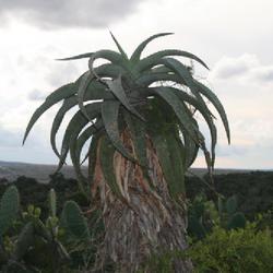 Location: Makhanda (Grahamstown), Eastern Cape, South Africa
Date: 2022-04-03
Ikhala (African Aloe, Uitenhage Aloe) by Owen Ruwodo, 2022