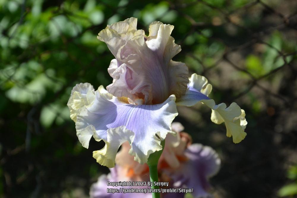 Photo of Tall Bearded Iris (Iris 'Kiss Me Please') uploaded by Serjio