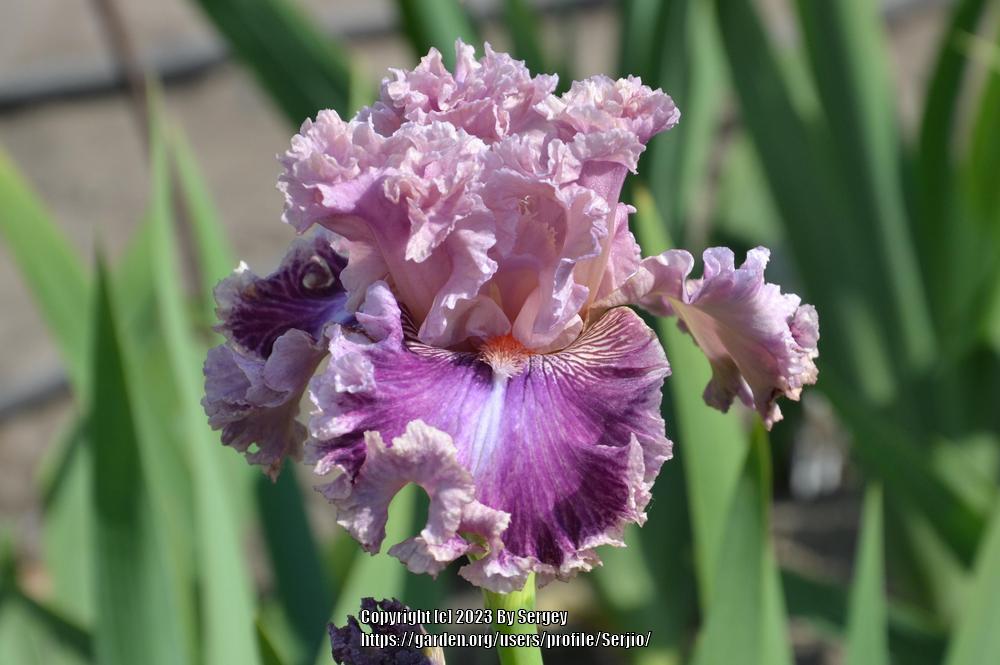 Photo of Tall Bearded Iris (Iris 'Just Witchery') uploaded by Serjio