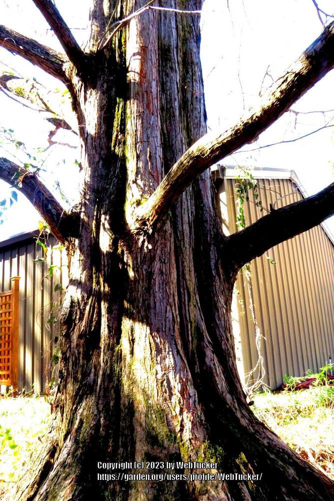 Photo of Dawn Redwood (Metasequoia glyptostroboides) uploaded by WebTucker