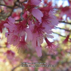 Location: Sandhills Horticultural Gardens Southern Pines, NC (Margaret Ambrose Japanese garden)
Date: February 14, 2023
Taiwan cherry #169 nn; LHB p. 543, 95-44-28, "Classical name of p