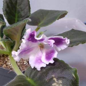 African Violet (Streptocarpus 'AE Mirror of Destiny') first flowe