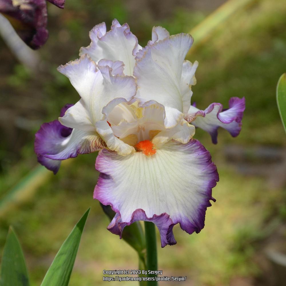 Photo of Tall Bearded Iris (Iris 'In the Loop') uploaded by Serjio