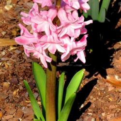 Location: Sandhills Horticultural Gardens Southern Pines, NC
Date: February 14, 2023
Oriental Hyacinth #173 nn; LHB  p. 234, 33-46-1, "An early Greek 