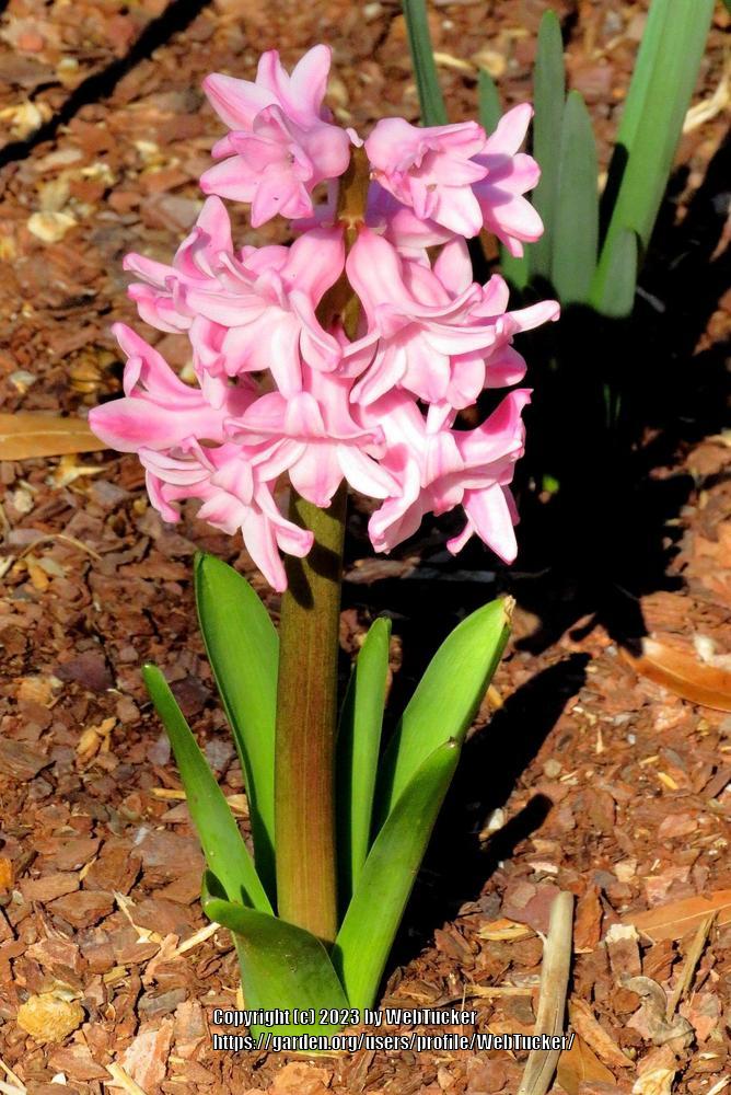Photo of Hyacinth (Hyacinthus orientalis) uploaded by WebTucker