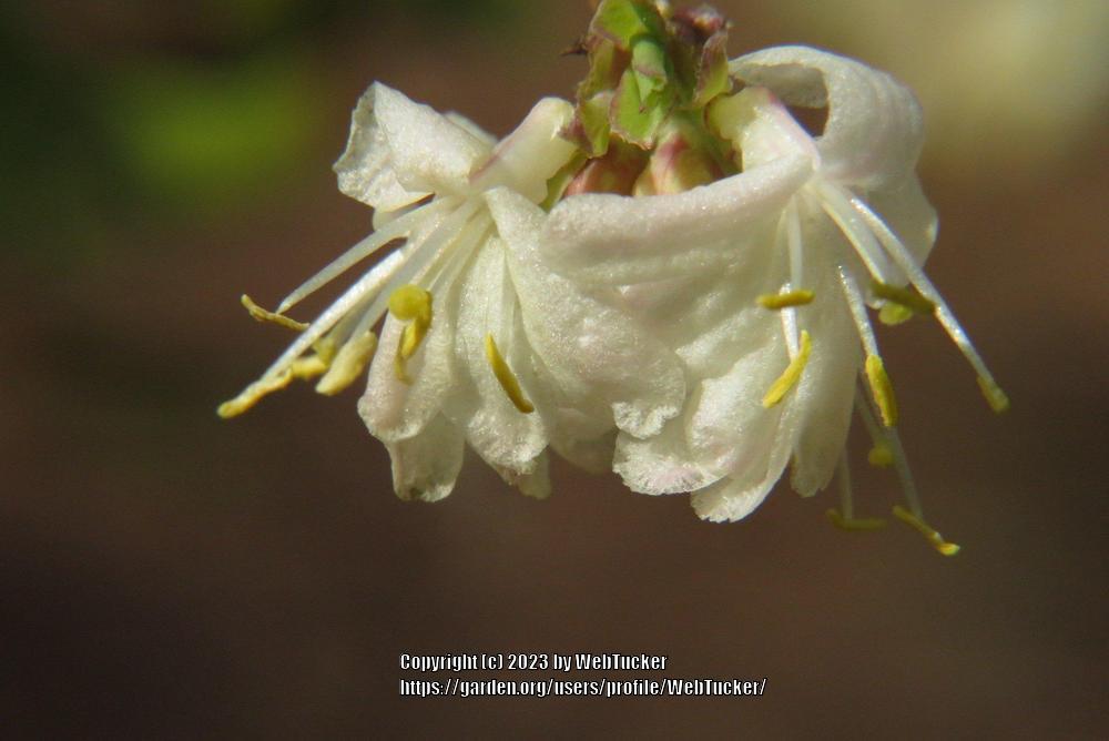 Photo of Winter Honeysuckle (Lonicera fragrantissima) uploaded by WebTucker