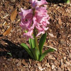 Location: Sandhills Horticultural Gardens Pinehurst, NC
Date: February 14, 2023
Oriental Hyacinth #173 nn; LHB  p. 234, 33-46-1, "An early Greek 