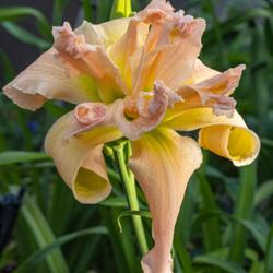 Location: Albuquerque, New Mexico
Date: 2022-06-20
Best Daylily Photo for 2022 for the Albuquerque Dayliliy Society