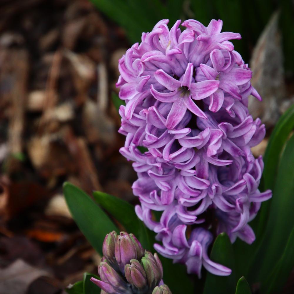 Photo of Hyacinths (Hyacinthus) uploaded by LoriMT