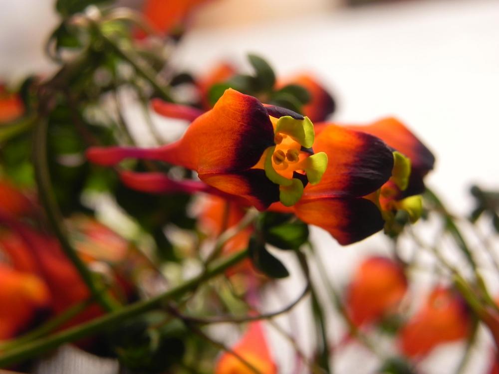 Photo of Bolivian Nasturtium (Tropaeolum tricolor) uploaded by SL_gardener