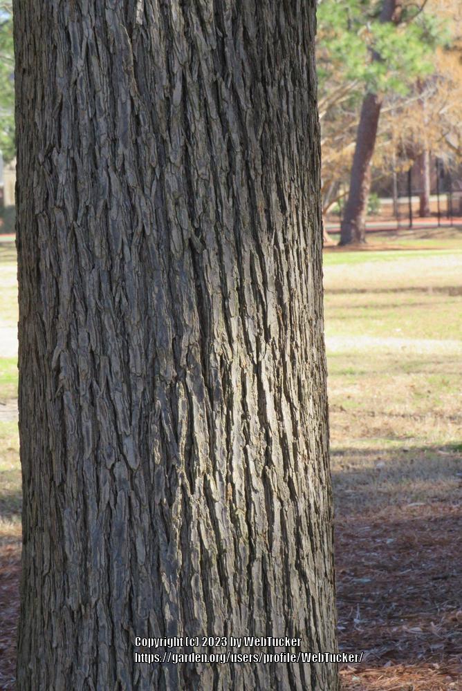 Photo of American Elm (Ulmus americana) uploaded by WebTucker