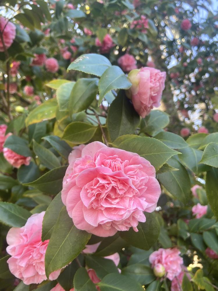 Photo of Camellias (Camellia) uploaded by Calif_Sue