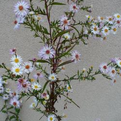 Location: Nora's Garden - Castlegar, B.C.
Date: 2013-10-24
This tall, late Fall Aster, with smooth leaves, ages from white t
