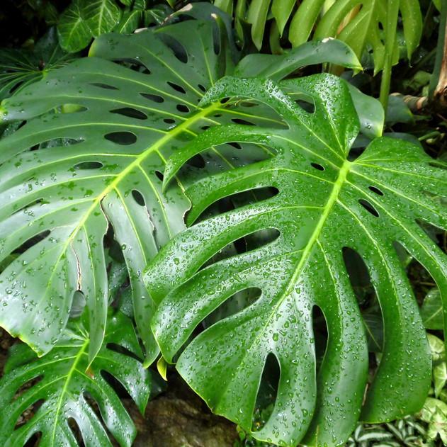Photo of Split-Leaf Philodendron (Monstera deliciosa) uploaded by Joy