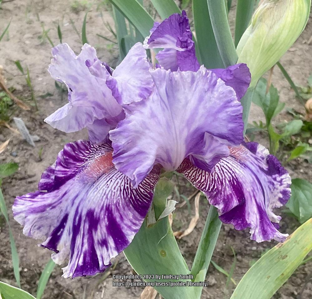 Photo of Tall Bearded Iris (Iris 'Oasis Patches') uploaded by Lbsmitty