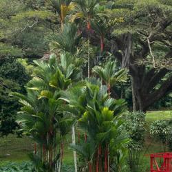 Location: Jardin Botanico de University of Puerto Rico    San Juan, Puerto Rico
Mature plantings can grow quite tall, still displaying the bright