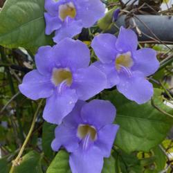 Location: San Juan, Puerto Rico
A beautiful lavender-blooming tropical vine.