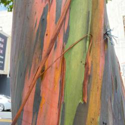 Location: San Juan, Puerto Rico
A eucalyptus with strikingly colorful stripping bark.