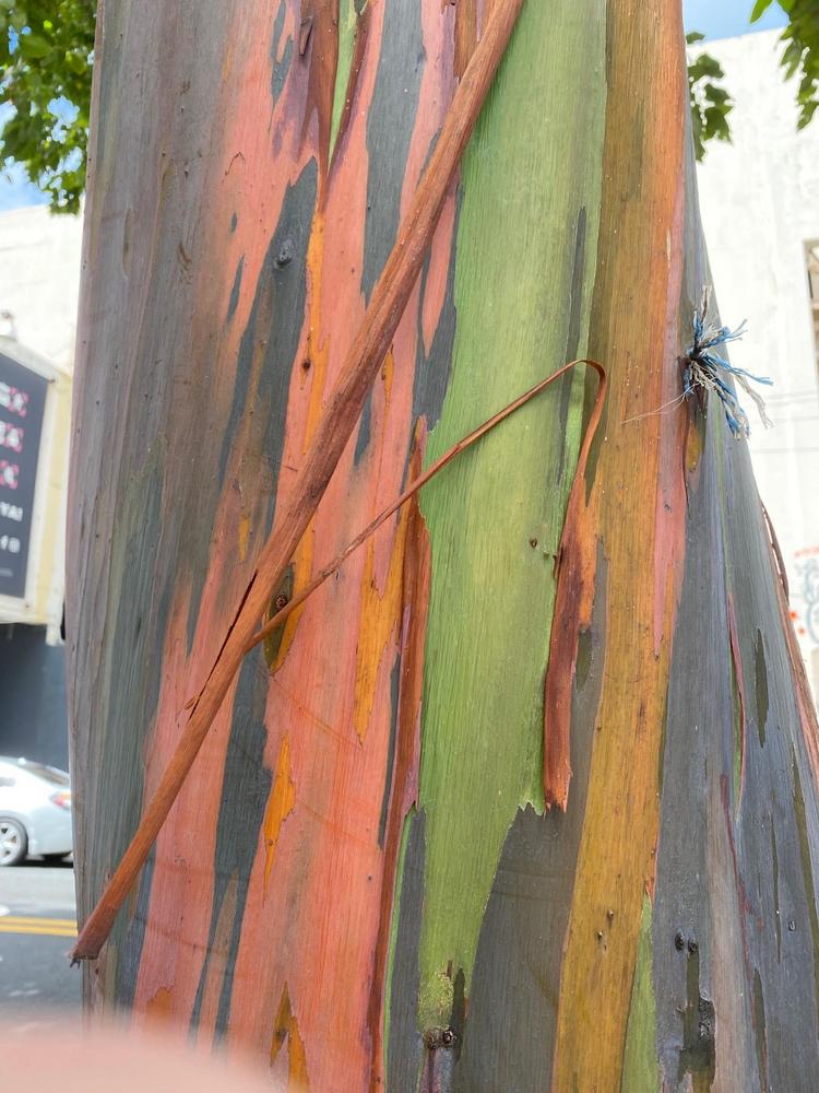 Photo of Rainbow Eucalyptus (Eucalyptus deglupta) uploaded by SL_gardener