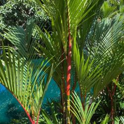 Location: San Juan, Puerto Rico
Tropical palm with bright red culms.