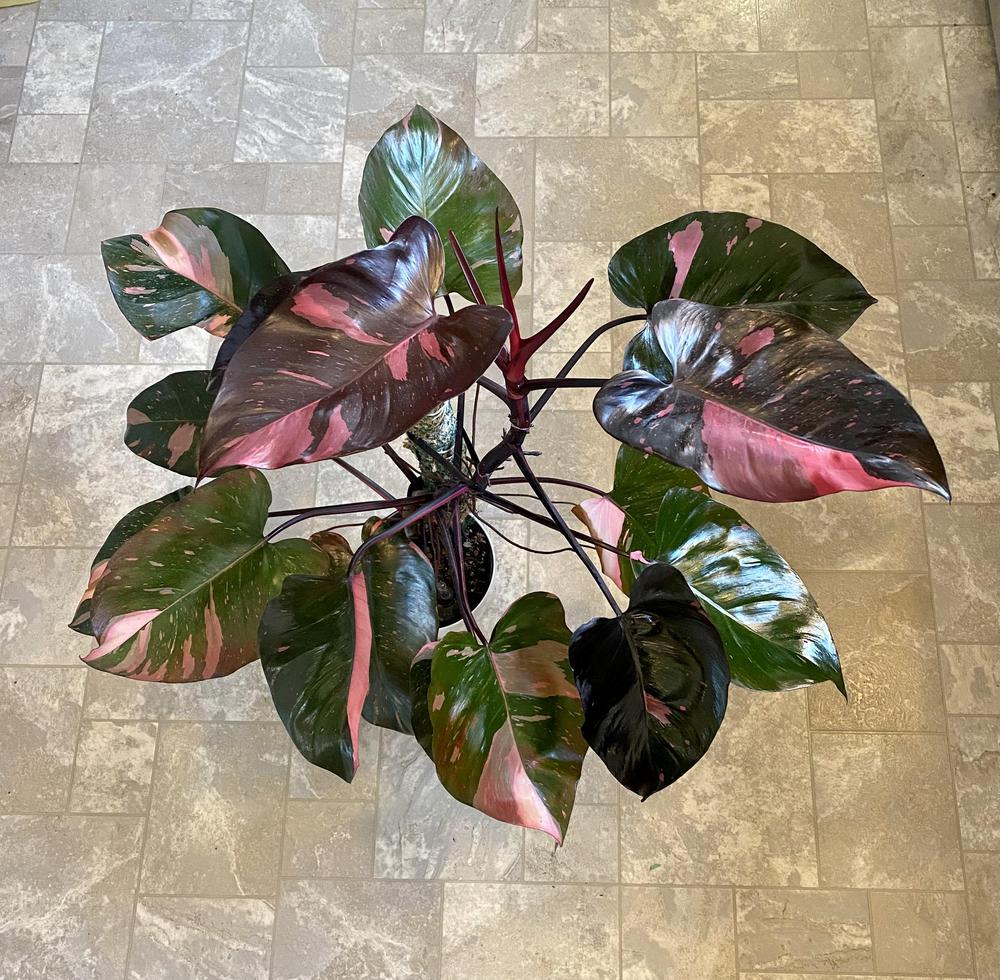 Photo of Blushing Philodendron (Philodendron erubescens 'Pink Princess') uploaded by angeleyes