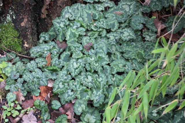 Photo of Hardy Cyclamen (Cyclamen hederifolium) uploaded by RuuddeBlock