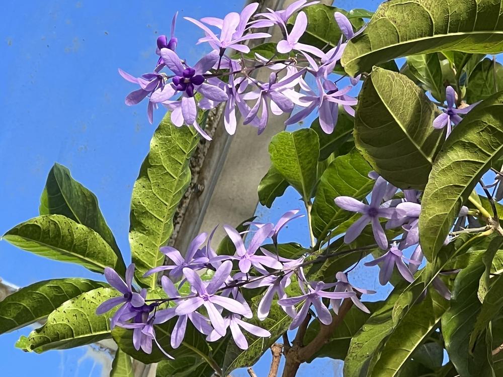 Photo of Queen's Wreath (Petrea volubilis) uploaded by bxncbx