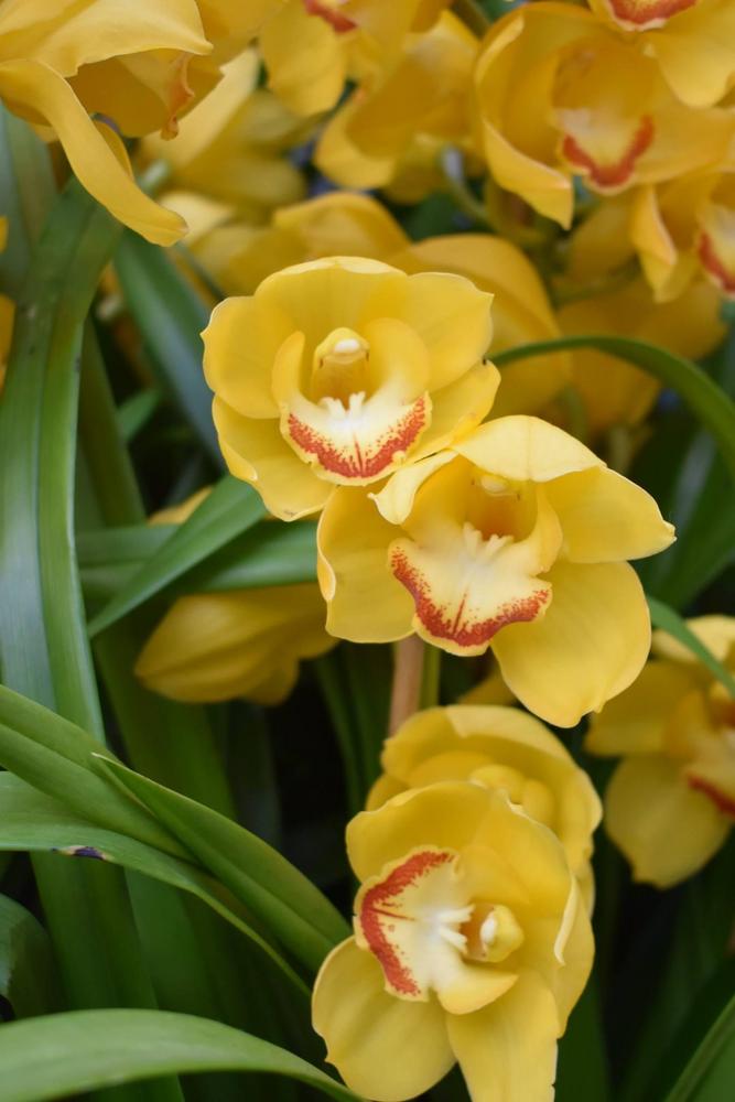 Photo of Orchid (Cymbidium) uploaded by pixie62560