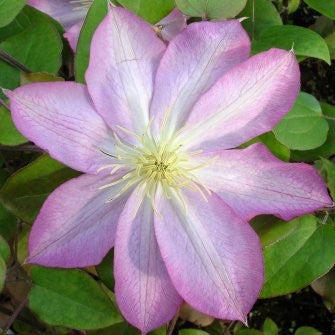 Photo of Clematis 'Asao' uploaded by Joy